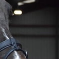 thumbnail image 4 of Whitaker Ready To Ride Leather Horse Snaffle Bridle, 4 of 4