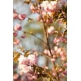 thumbnail image 2 of Millet, Karyn 13x18 White Modern Wood Framed Museum Art Print Titled - Spring Blossoms V, 2 of 4