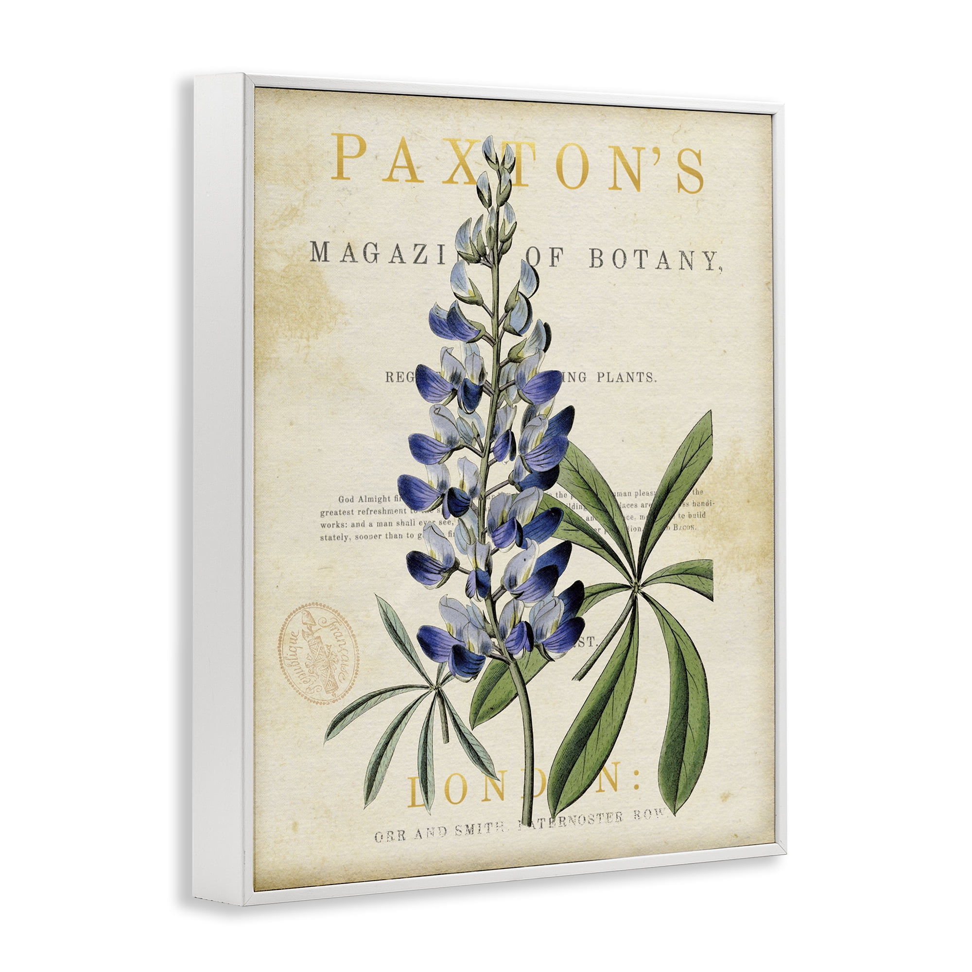 Stupell Industries Natural Botany Lupine White Framed Giclee Art, design by Susan Arnot