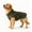 Green, variant on Dog Winter Coat with Fleece Lining and Reflective Stand Collar for Medium and Large Breeds