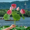 thumbnail image 6 of Artificial Realistic Lotus Flower Bouquet, High-Quality Lotus Decoration, Durable Artificial Flowers, Suitable For Home Altars And Meditation Spaces, Realistic Petal Design, 6 of 6