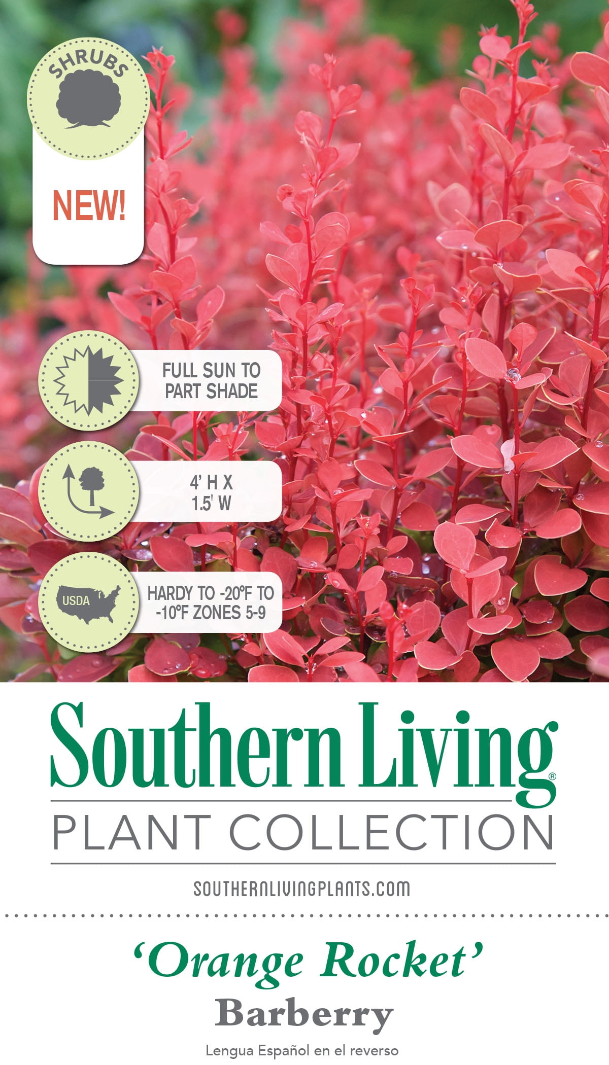 Southern Living Orange Rocket Barberry Live Shrub in 1.5-Gallon Grower Pot