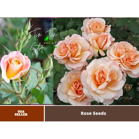 30 Rare Seeds-Oh Happy Day Eleganza Rose Seeds#1128- Authentic Seeds-Flowers-Seeds-Rose seeds-Herb seeds-Vegetable Seeds-Mix Seeds for Plant- B4G1