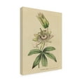 thumbnail image 2 of Wild Apple Portfolio 'Herbal Botanical XXI' Canvas Art, 2 of 3