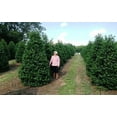 thumbnail image 4 of Nellie R. Stevens Holly - 30 Live Plants - Evergreen Privacy Trees, 4 of 9