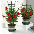 thumbnail image 1 of 2 Pcs Plants Vine Climbing Trellis Strong Reusable Garden Plants Trellis for Supporting Climbing Plants, 1 of 3