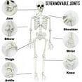 thumbnail image 5 of TETOU 5.4ft Skeleton Halloween Decorations,Realistic Full Body Movable Posable Joints Skeleton, Creepy Plastic Skeleton for Halloween Party Haunted House Props Indoor Outdoor Decor, 5 of 7