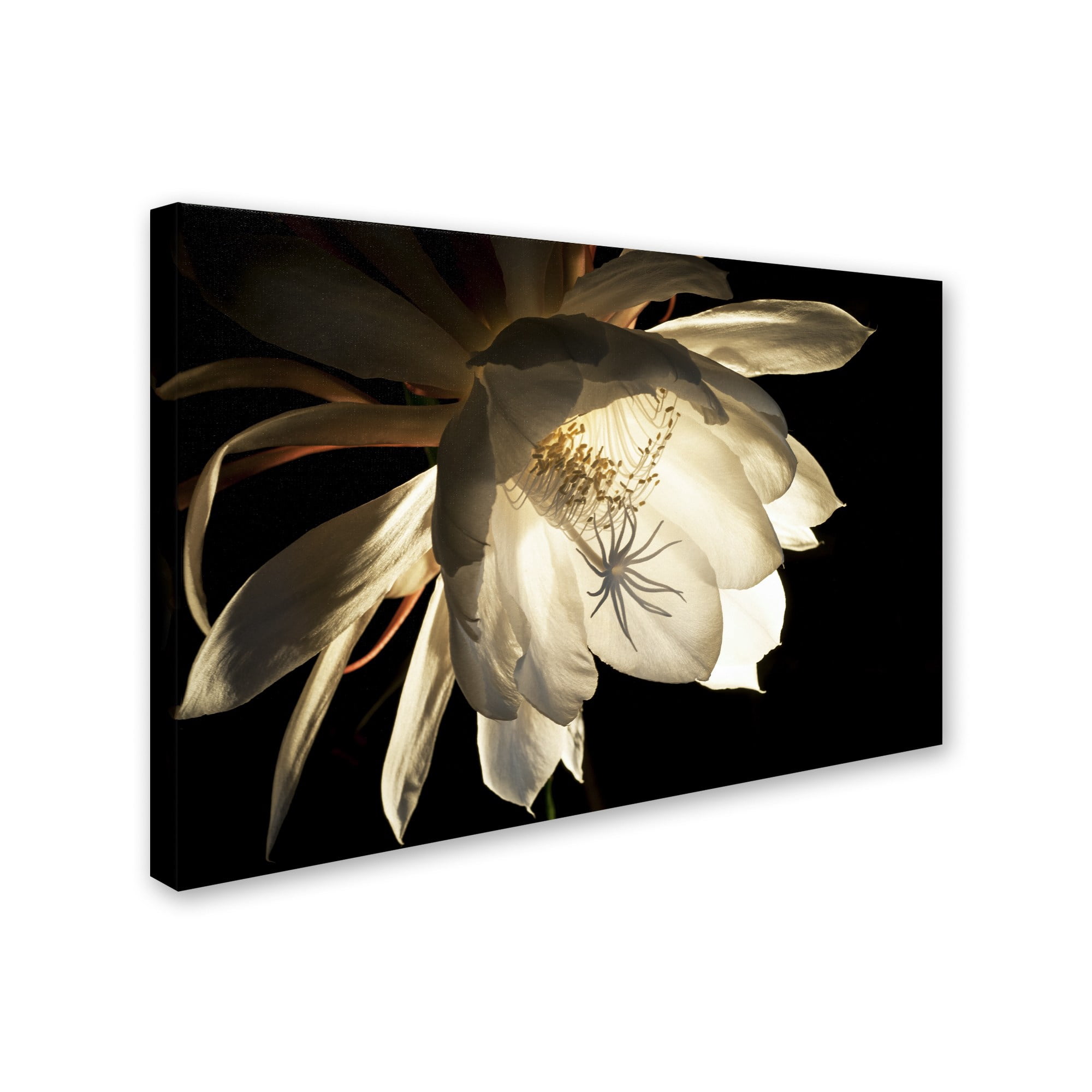 Trademark Fine Art "Midnight Portrait" Canvas Art by Kurt Shaffer