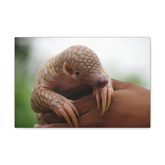 Funny African Tree Pangolin Silly African Tree Pangolin Inside Wall Art Ready to Hang Unframed