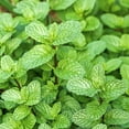 thumbnail image 6 of Live Perennial 4" Herb 'Peppermint' (3-Pack) with Full Sunlight, 6 of 6
