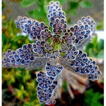 USA Garden Shop Rare Dark Blue Kalanchoe  (25 Count), Succulent Flower  seed 25 Seeds