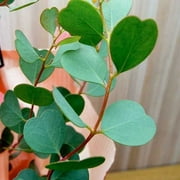 Heart Leaf Eucalyptus websteriana Mallee Websters Seeds Premium Seed Packet
