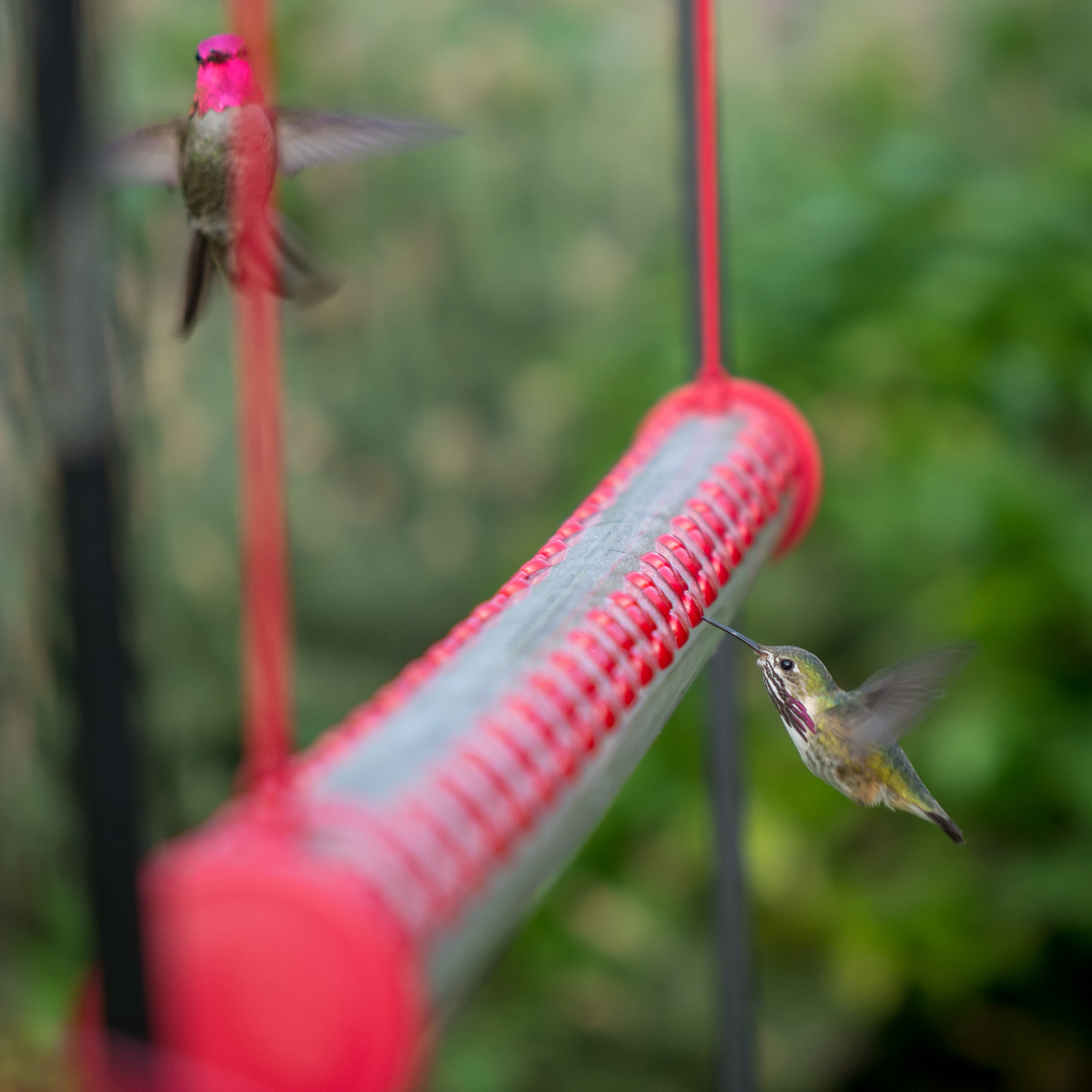 Perky-Pet 4 ft Hummerbar Hummingbird Feeder - image 5 of 15
