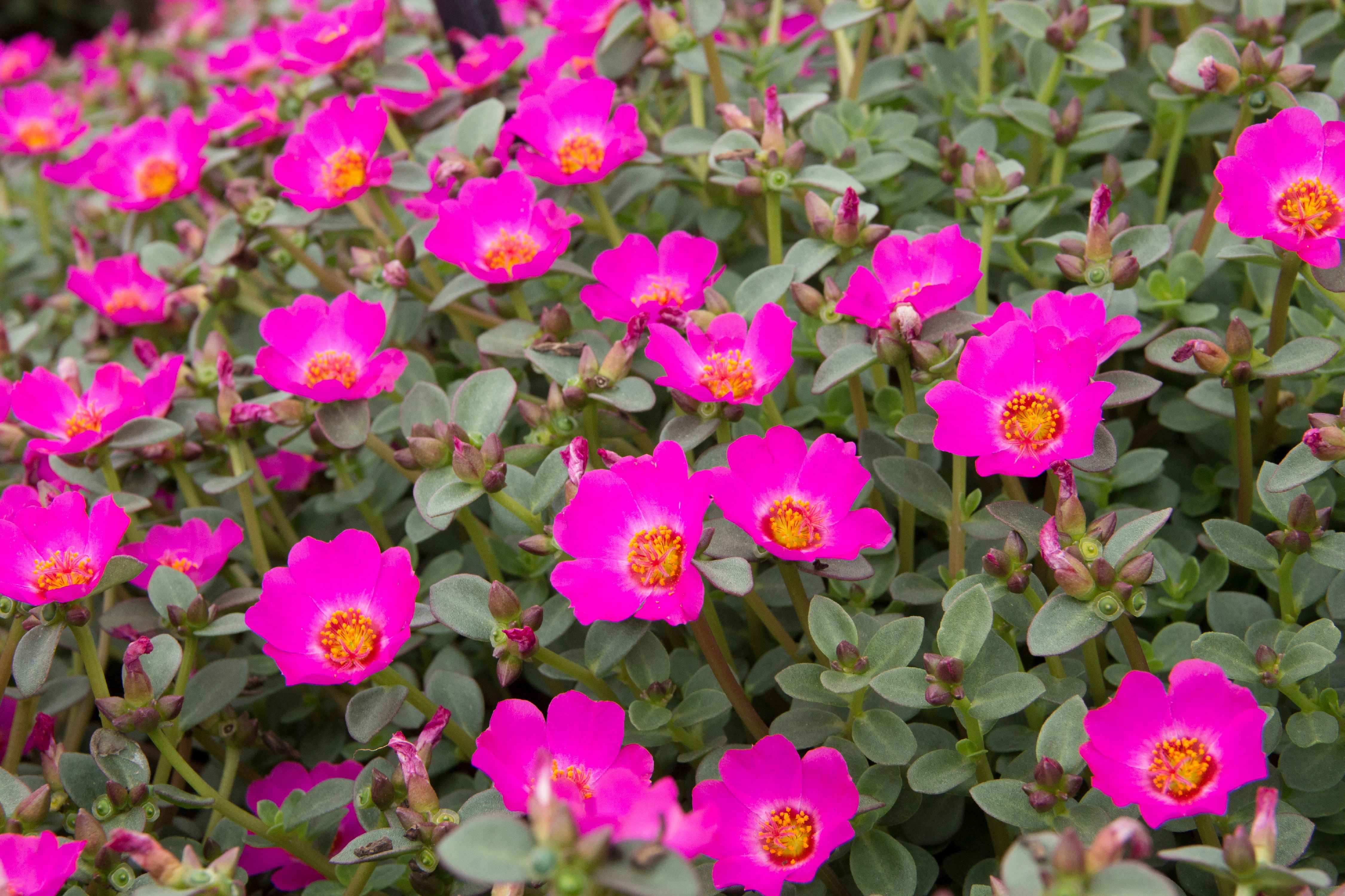 Costa Farms Live Outdoor 10in. Tall Pink Purslane Flower, Direct Sun ...