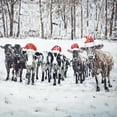 thumbnail image 3 of Curious christmas cows - 36"x36" canvas - Print on demand, 3 of 5