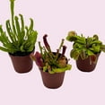 thumbnail image 5 of BubbleBlooms Carnivorous Plant Assortment Set, All Different Plant Species, 3 Live Potted Plants, 2 inch Pot, 5 of 9