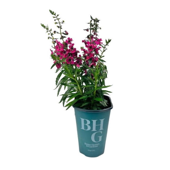 Better Homes & Gardens 2QT Red Angelonia Live Plant Grower Pot Sun