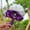 Dark Purple, variant on 9.84*7.88IN Wedding Bouquets for Bride, Wedding Bouquet Bridesmaid，Bridesmaid Holding Flowers for Wedding Decoration (Dark Purple)