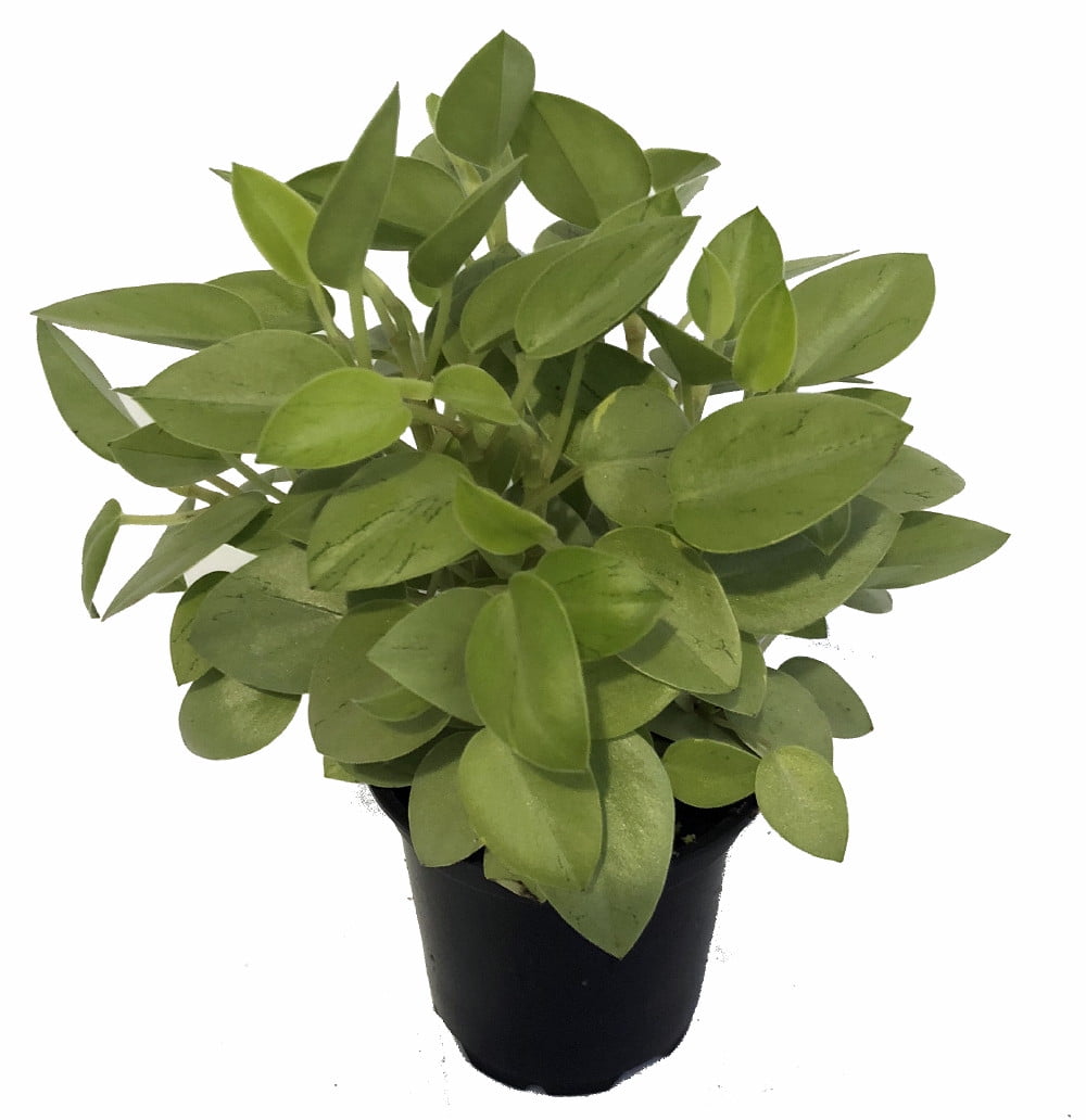 Пеперомия Lime