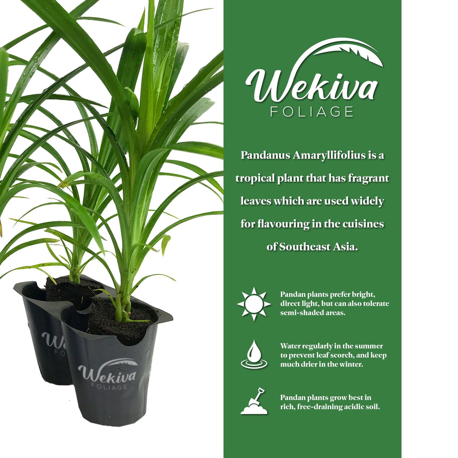 Pandan Plant - 4 Live Tissue Culture Starter Plants - Pandanus Amaryllifolius - Fragrant Flavor Sweet Edible Leaves