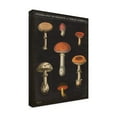 thumbnail image 2 of Wild Apple Portfolio 'Mushroom Chart III' Canvas Art, 2 of 3