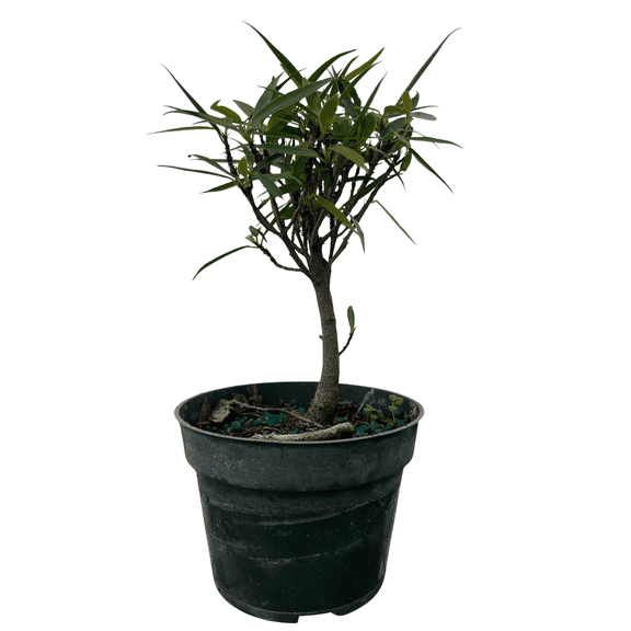 Bamboo Leaf Weeping Fig Tree - Bonsai/House Plant - 4" Pot - Ficus nerifolia