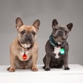 thumbnail image 3 of NIBOLOG Pet LED Night Light Pendant Waterproof Durable Anti-Lost with Hanging Buckle Fast Flash Stable Light Pet Pendant, 3 of 7