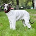 thumbnail image 4 of HQREA Fullbody Greyhound Dog Winter Coat Clothes Turtleneck Four-Legged Dog Onesie Pajamas, 4 of 6