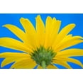 thumbnail image 2 of Mahan, Kathy 24x17 Black Ornate Wood Framed with Double Matting Museum Art Print Titled - Sunflower on Blue IV, 2 of 4
