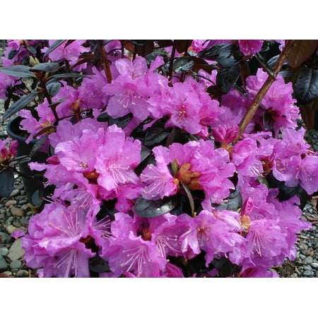 P.J.M. Checkmate Compact Rhododendron - Very Hardy - Spectacular - 2.5