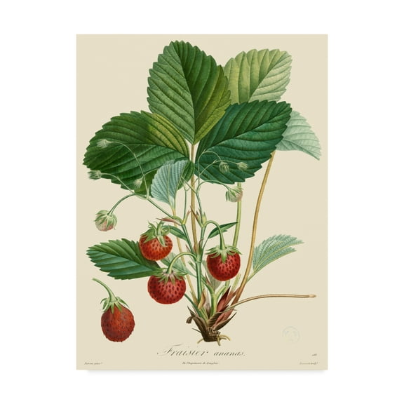 Trademark Fine Art 'Bessa Strawberries' Canvas Art by Pancrace Bessa