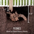 thumbnail image 3 of Peony,Shade Plant for Gardens-Easy Grow-Low Maintenance-Ideal for Beds Borders, Plant Pots & Planters, 3 of 3