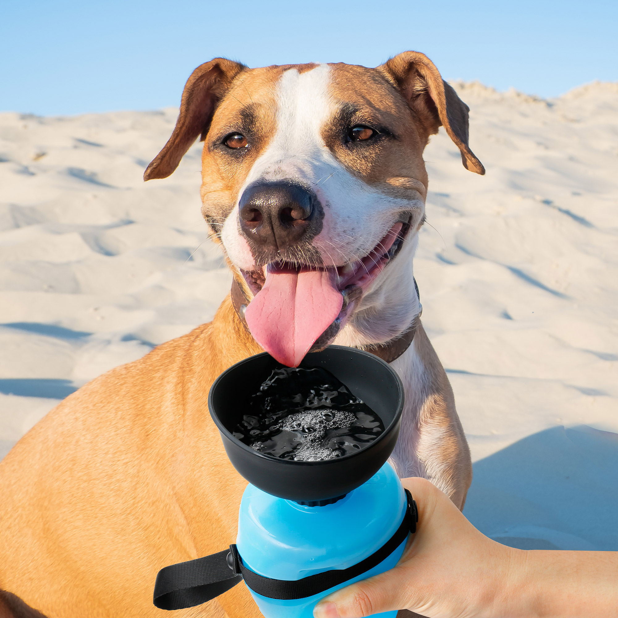 travel dog water bowl with lid