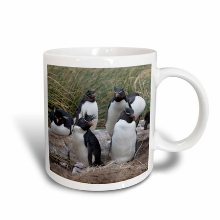 3dRose Rockhopper penguins, West Point Island, Falklands - SA09 HRO0046 - Hugh Rose, Ceramic Mug, 11-ounce