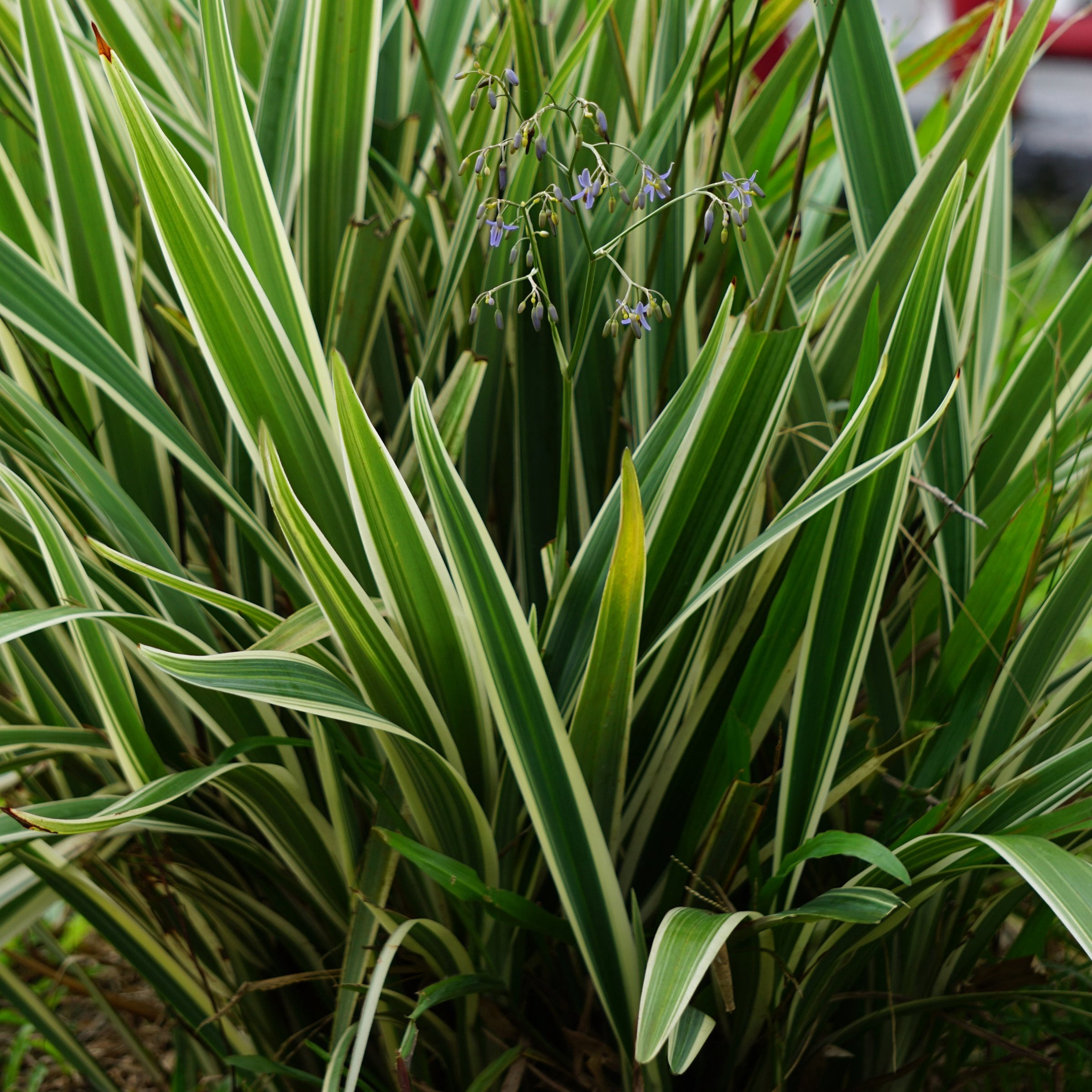 1 gal Flax Lily Live Perennial Plant with Violet Flowers