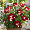 thumbnail image 2 of Rose, Low Maintenance - Easy Grow - Ideal for Beds Borders, Plant Pots & Planters, 2 of 7
