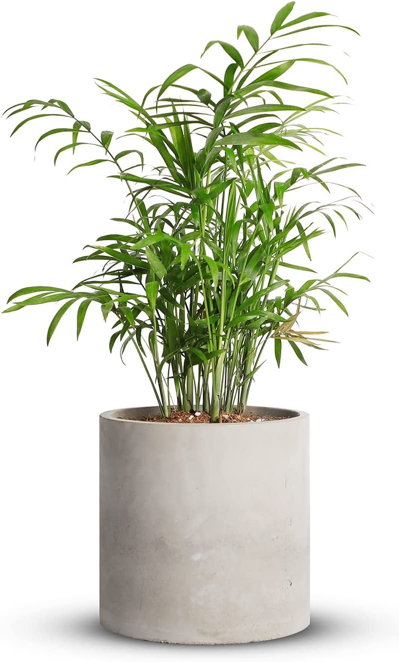 Mozing 2 Pack Ceramic Plant Pots Indoor - Set 4.8 + 6 inch Planter Pot with  Drainage Hole (Black) 