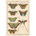 thumbnail image 2 of Unknown 11x14 Black Ornate Wood Framed with Double Matting Museum Art Print Titled - Histoire Naturelle Butterflies III, 2 of 4