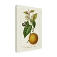 thumbnail image 2 of Pancrace Bessa 'Antique Citrus Fruit II' Canvas Art, 2 of 3