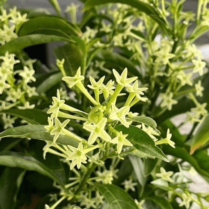 Jasmine Plants Live, Flowering Fragrant Cestrum nocturnum Jessamine, Night Blooming Jasmine Seedlings from 4 to 7 Inches Height