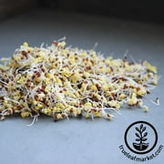 Organic Broccoli Sprouting Seeds -5 Lbs- Organic- Edible Seed, Gardening, Hydroponics, Growing Salad Sprout & Food Storage- Brocolli Sprouts Contain Sulforaphane