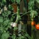 thumbnail image 4 of unbranded 100Ud Clip De Injerto Para Plantas Soporte Vertical Para Cultivos Material Plástico, 4 of 8