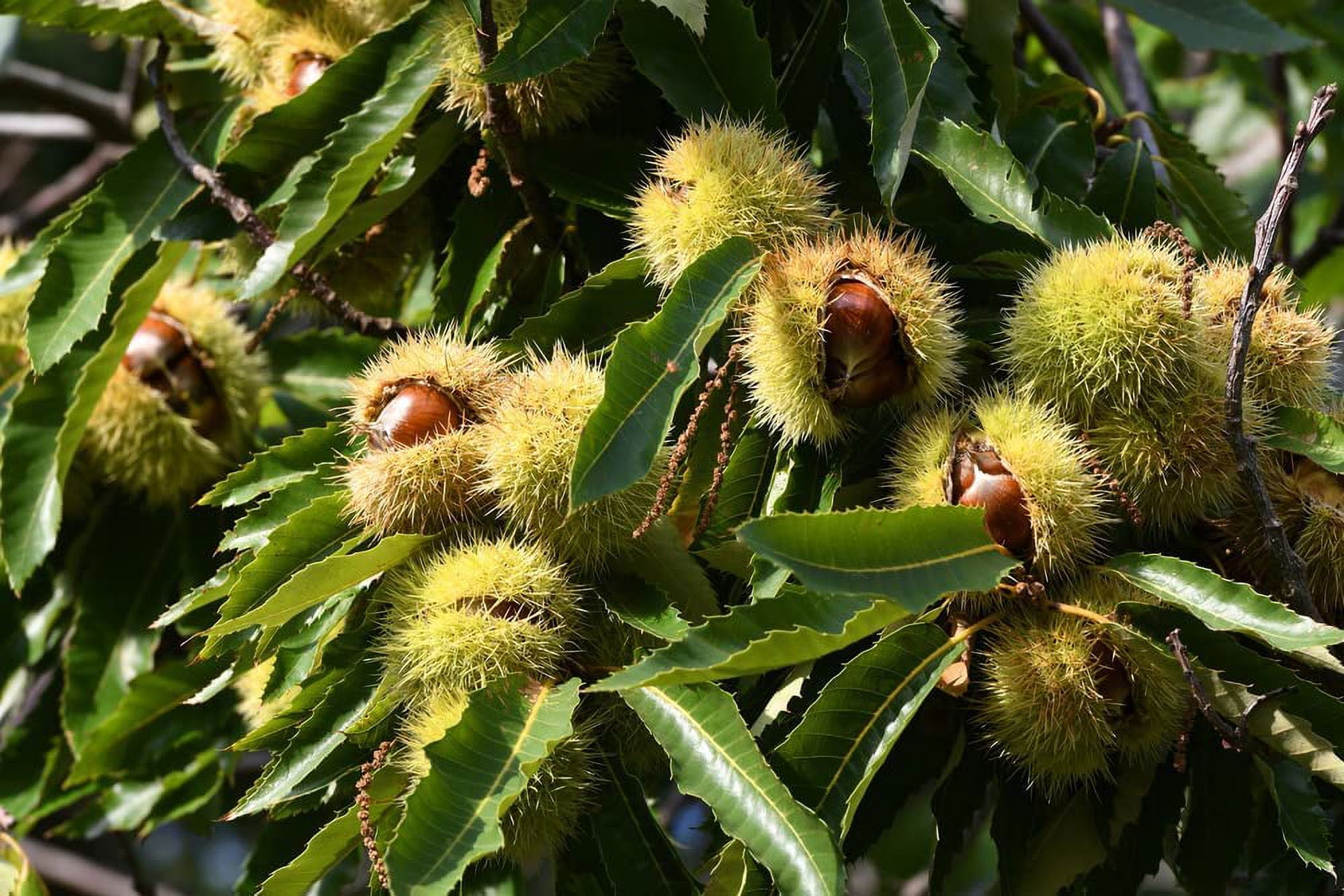 Chestnut Tree Seeds for Planting - Castanea mollissima (20 Seeds)