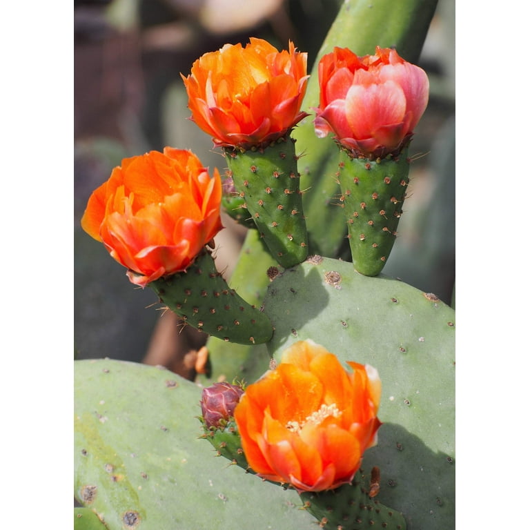 Figuier De Barbarie : Guide Et Comparatif Des Espèces