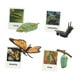 thumbnail image 3 of Juguetes de ciclo de vida Montessori, figuras educativas de biología y crecimiento animal Mariposa, 3 of 9