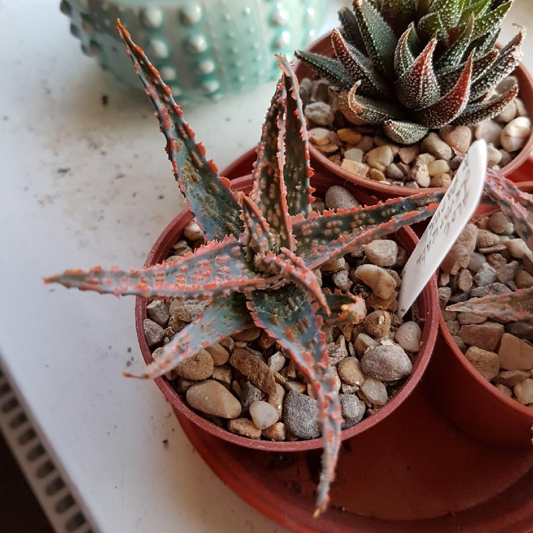 RedCrocus Aloe 'Christmas Carol' Succulent Variegated Green & Cream Leaves Drought-Tolerant Indoor & Outdoor Plant 6" Pot