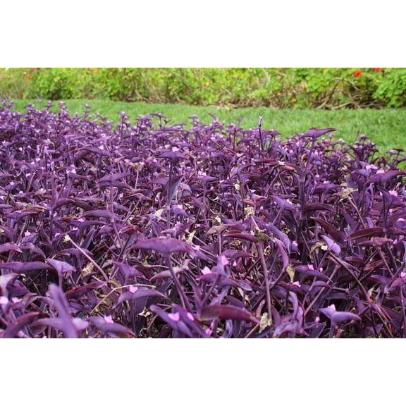 6 Cuttings Purple Heart Wandering Jew - Tradescantia Pallida Purpurea Plant - Easy to Grow Indoor Outdoor Plant