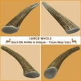 thumbnail image 5 of Deluxe Naturals 1-Pound Large Elk Antler Dog Chews, Natural Long-Lasting Chew Treat for Medium and Large Dogs, 5 of 10