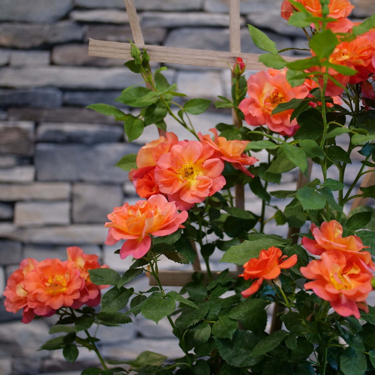 Proven Winners ColorChoice 5" Orange Rise Up Emberays Rose Live Plant in 4.5" Pot (4 Count)