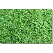 Angle View: SeedRanch Carpetgrass Seed - 50 Lbs.